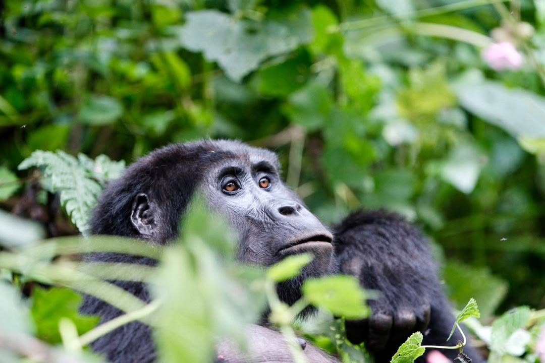 Lake Tanganyika Mahale